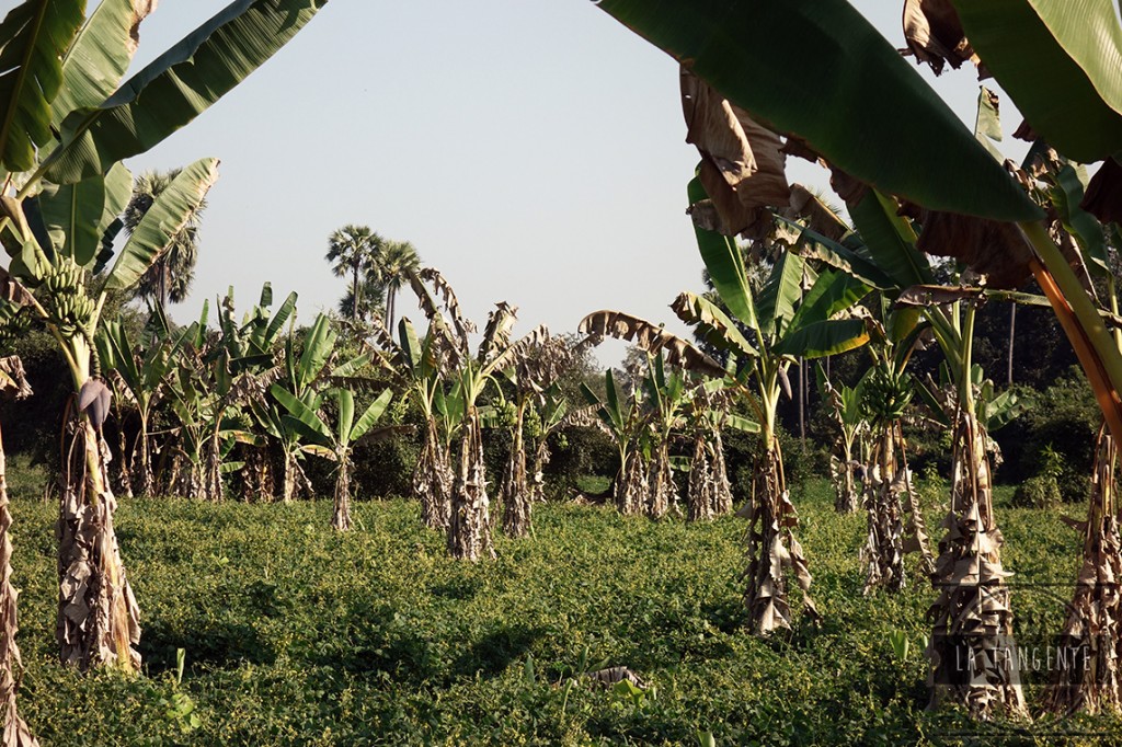 Banana fields