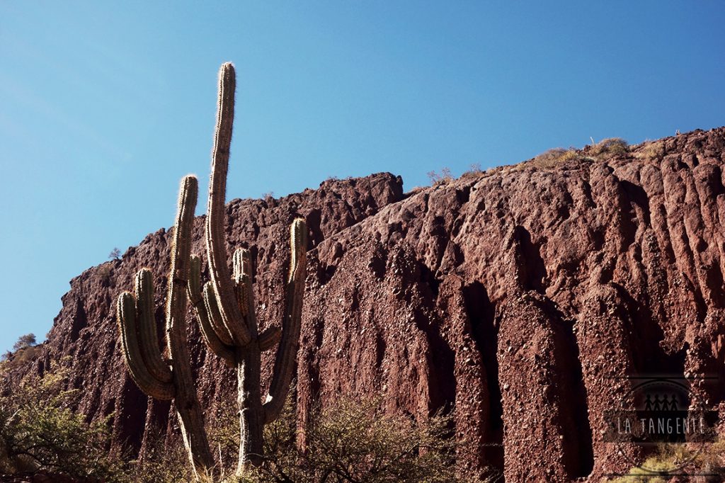 La prairie bordée de cactus