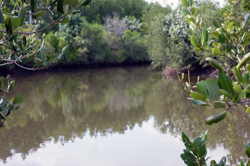 Des petits coins perdus dans la mangrove
