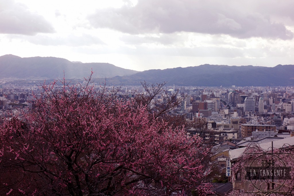 Kyoto et ses cherry-blossoms